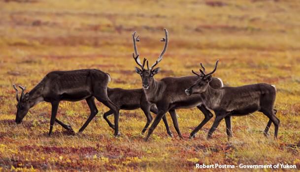 Cariboo Dempster Highway